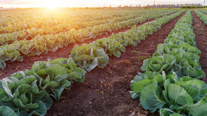 Rani kupus: Pravilnom ishranom skraćuje se vegetacija