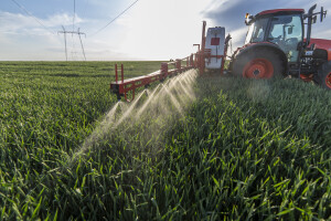 Zadnja prihrana pšenice dušikom i zaštita bit će ključni za prinos
