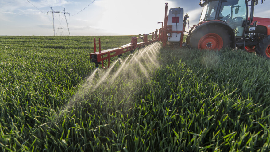 Zadnja prihrana pšenice dušikom i zaštita bit će ključni za prinos