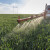 Kako sprečiti zanošenje rastvora pesticida? Evo pet saveta
