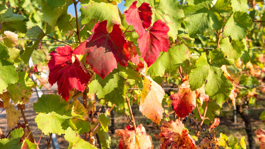 Kako riješiti problem crvene paleži lišća vinove loze?