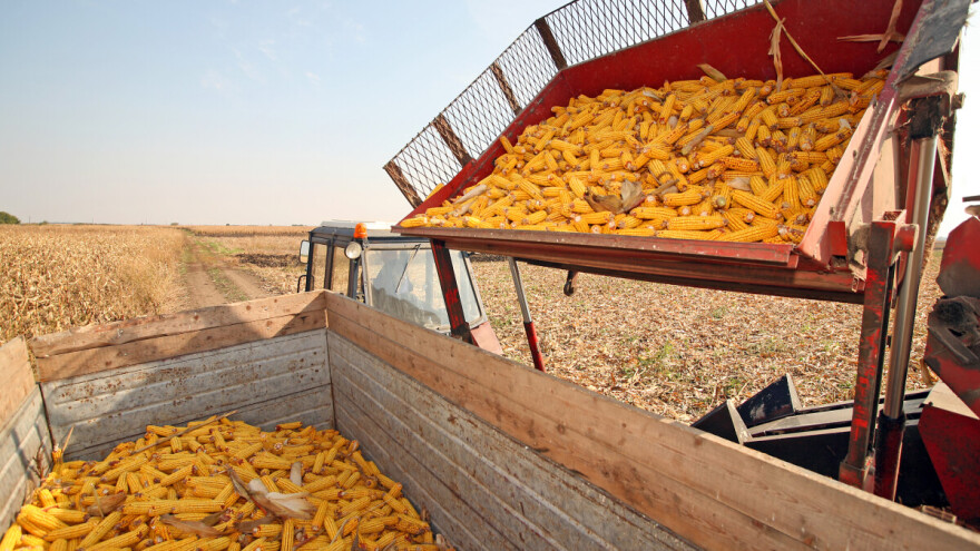Pravilno skladištenje čuva kvalitet kukuruza