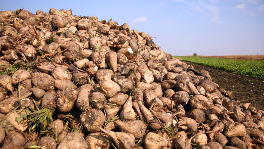 XXL krađa: S polja ukrali 25 do 35 tona šećerne repe