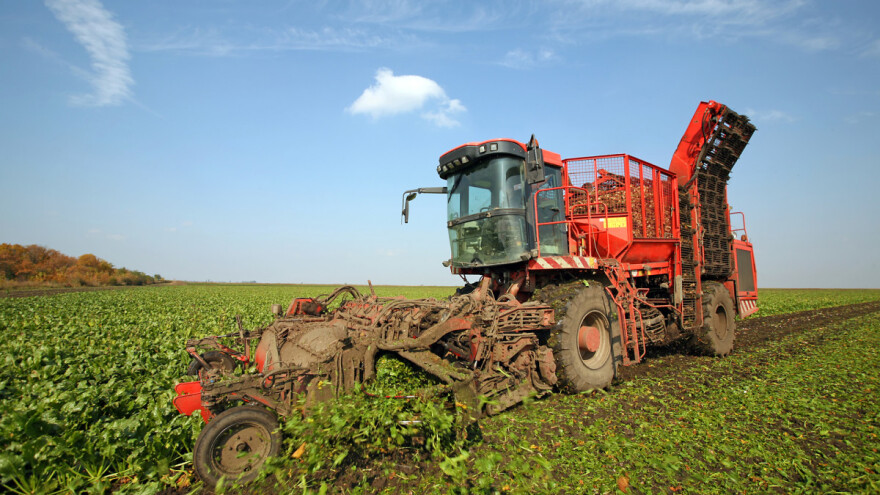 Moraju da unište 5.000 ha šećerne repe zbog greške dobavljača pesticida