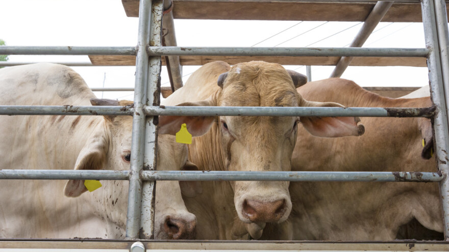Cijena odojka po kilogramu žive vage bila viša od cijene teleta mesne pasmine do 160 kg