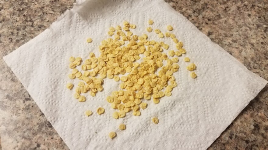 Kako sakupiti i čuvati sjeme paprike?