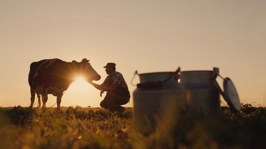 Strategija do 2034.: Neprihvatljiva premija za mleko, specijalizovane farme, a šta sa žitaricama?