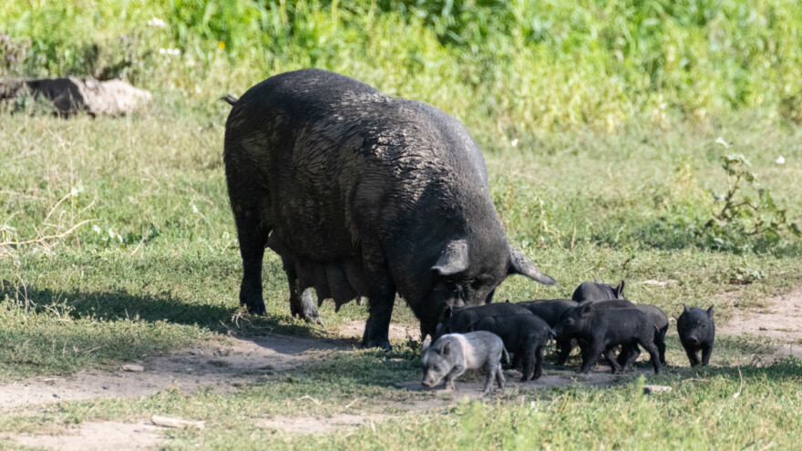 Rekord kod moravke: Krmača oprasila 22 praseta