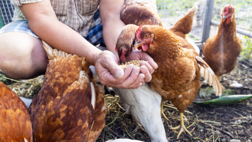 Uzgoj kokoši u manjim jatima