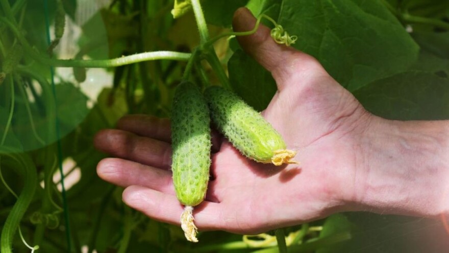 Umanjen prinos krastavca kornišona