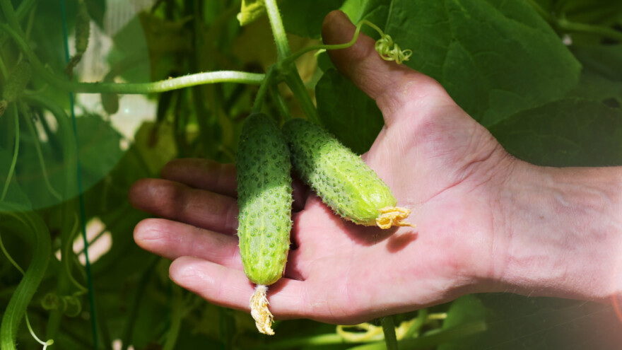 Broj kooperanata i proizvodnja kornišona skoro prepolovljeni