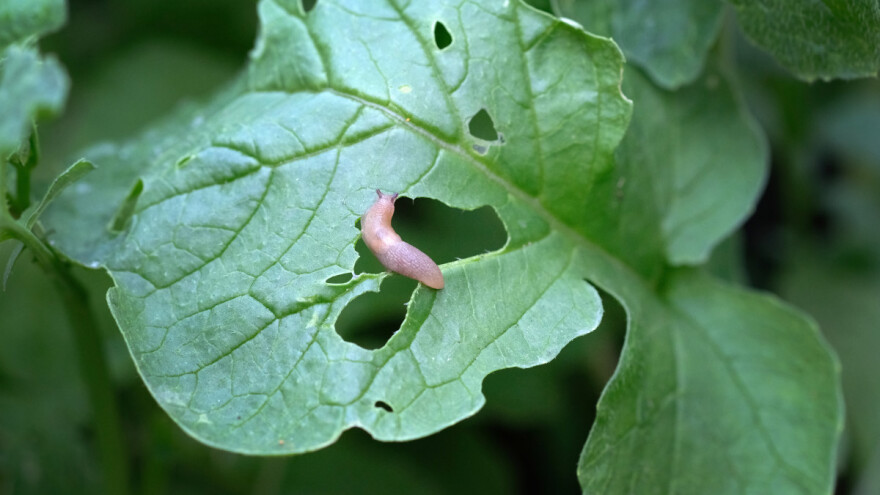 Kako privući prirodne neprijatelje puževa golaća? Evo sedam saveta