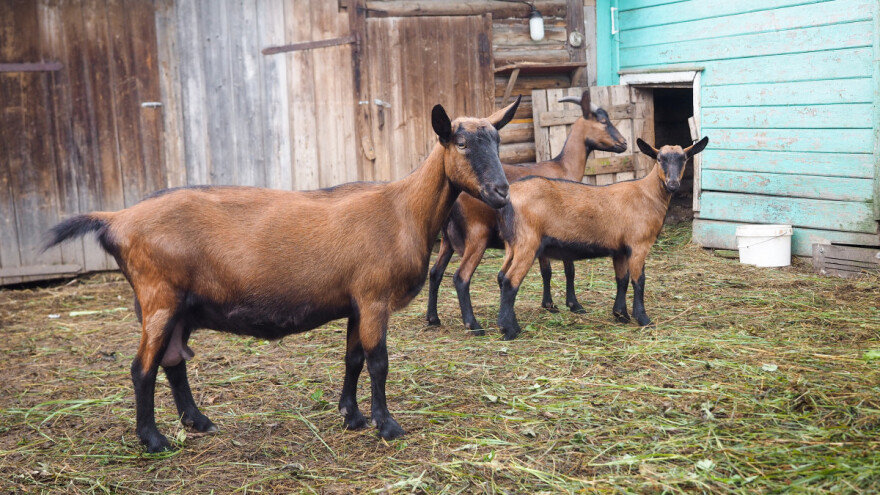 U kozarstvu oprezno vremenom i znanjem proširivati proizvodnju