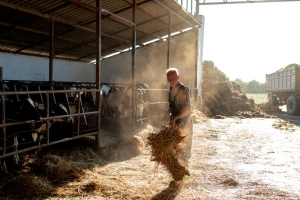 Podsticaji "kauč" farmerima negativno utiču na EU poljoprivredu