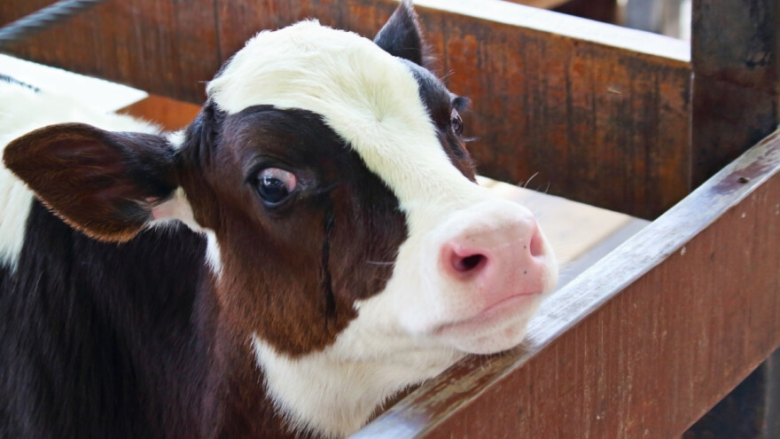 Držao sedam telića na balkonu petog kata