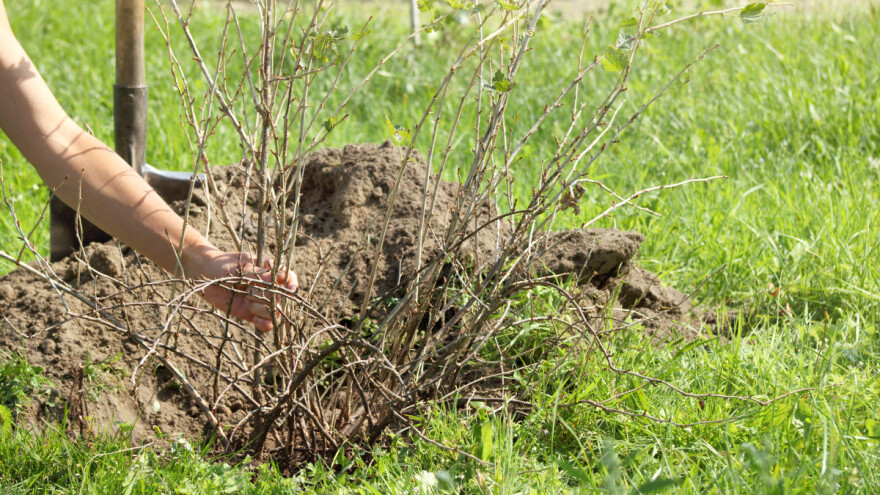 Koja je prednost jesenske sadnje bobičastog voća?