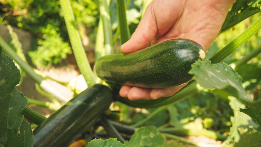 Gajenje tikvica sve popularnije i kod nas?
