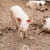 Afrička kuga svinja registrovana kod Beograda i Kraljeva