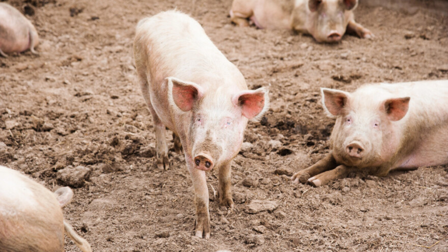 Afrička kuga svinja registrovana kod Beograda i Kraljeva