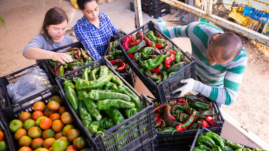Od idućeg mjeseca biće dostupno organski uzgojeno povrće sa Mojmila