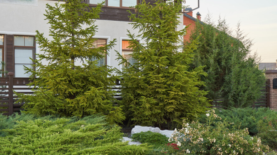 Prihrana četinara ima specifične zahtjeve - najčešće im fali fosfora i kalijuma