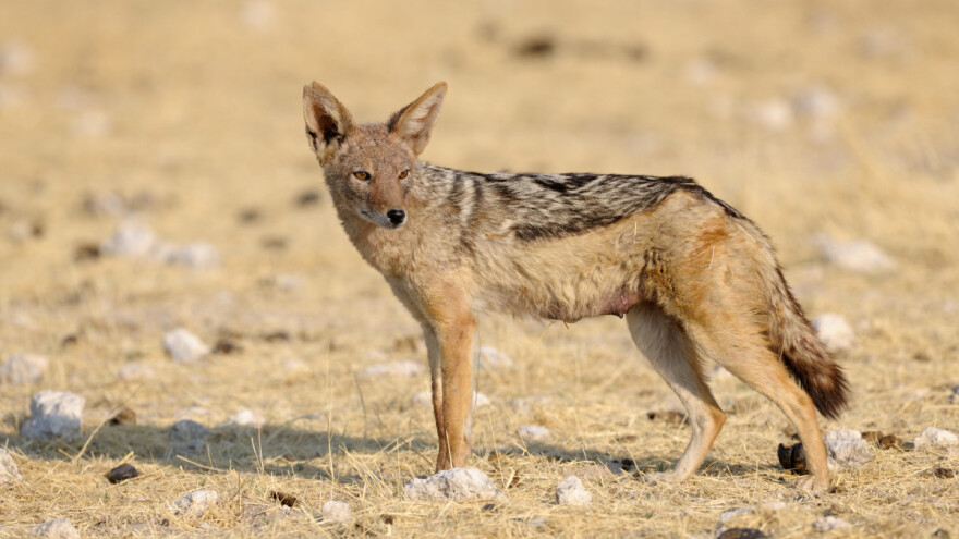 Ne učini li se nešto po pitanju čaglja, teško da ćemo na Krku vidjeti ovcu