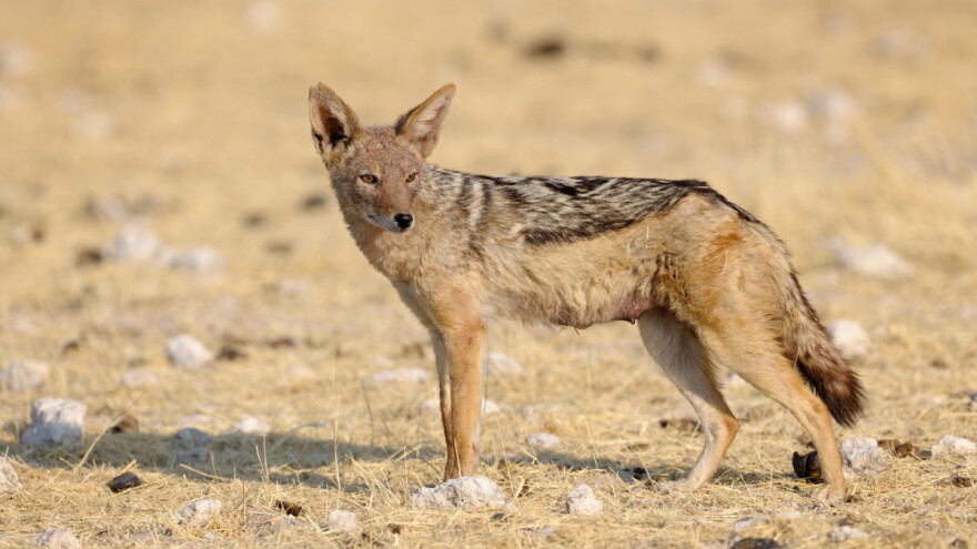 Hajka na šakale: U Derventi očekuju više od 1.000 lovaca