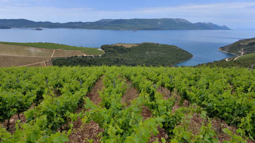 Pelješki dingač na inauguraciji Joea Bidena