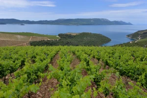Poznati vinski portal uvrstio Pelješac u 10 europskih destinacija koje vrijedi posjetiti