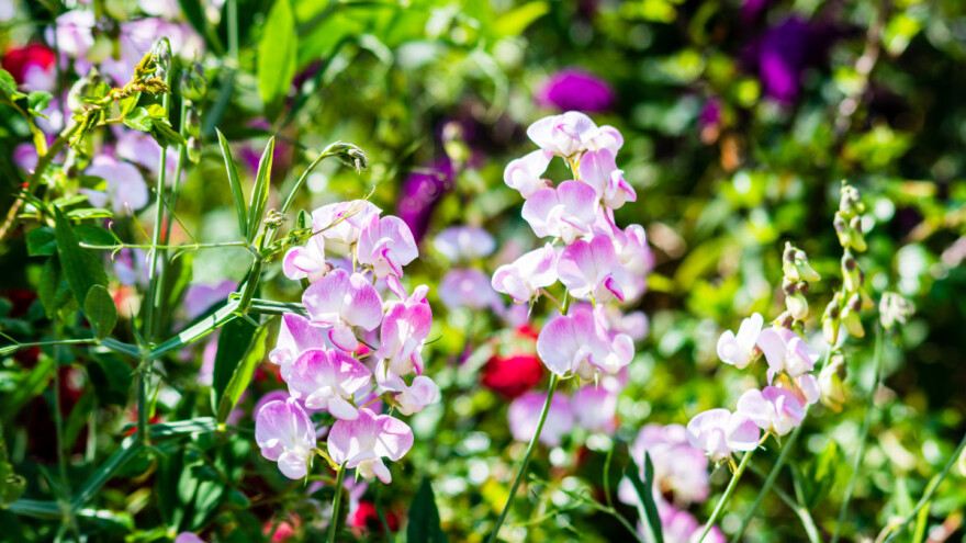 Setva cveća u oktobru - evo što možete posejati