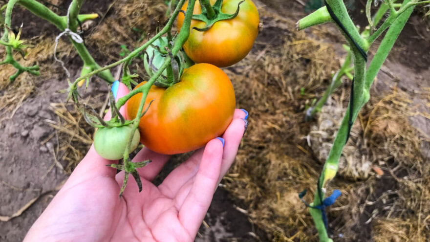 Vrijeme je sakupljanja sjemena povrća