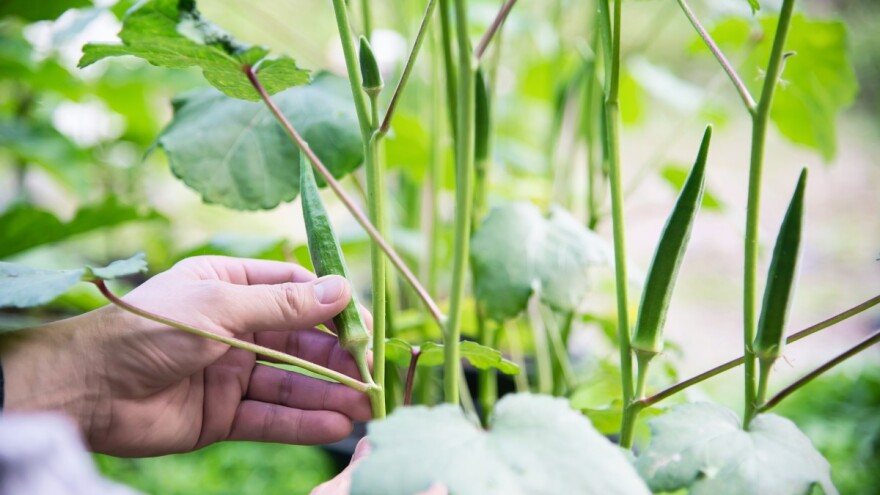 Za uzgoj bamije najvažnije obezbediti dovoljno hraniva