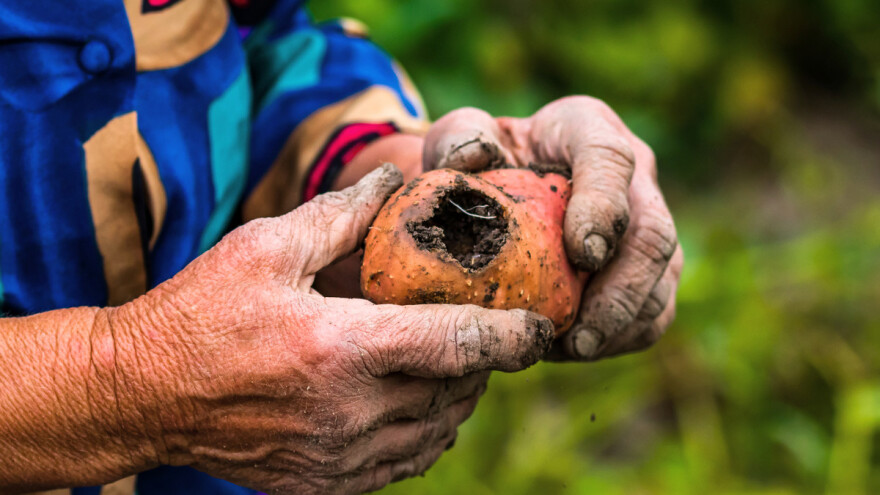 Do kraja stoljeća ljeta bi mogla trajati šest mjeseci - što će biti s poljoprivredom?