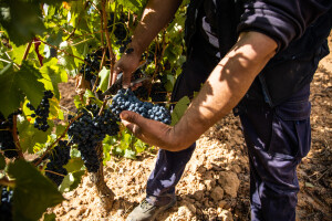 Vlada im daje 6.000 evra za hektar iskrčenog vinograda