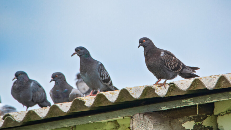 Kako oterati ptice? Prvo sklonite svu hranu