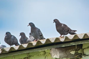 Kako otjerati ptice s balkona i terasa? Prvo maknite svu hranu