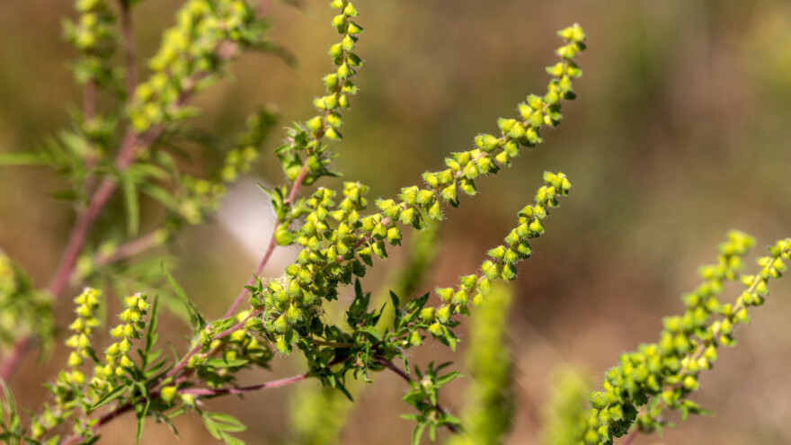 Ne čekajte da se organizam sam izbori s alergenom - đumbir može biti od pomoći