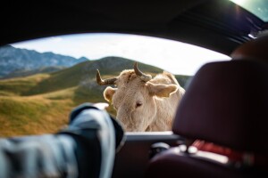 Pijani vozač se zabio u kravu na putu, suvozač završio u bolnici