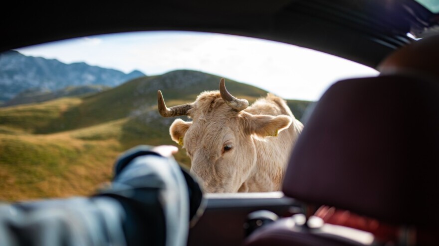 Pijani vozač se zabio u kravu na putu, suvozač završio u bolnici