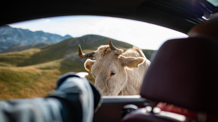 Zanemarene životinje na području Sinja privremeno će se zbrinuti do odluke suda
