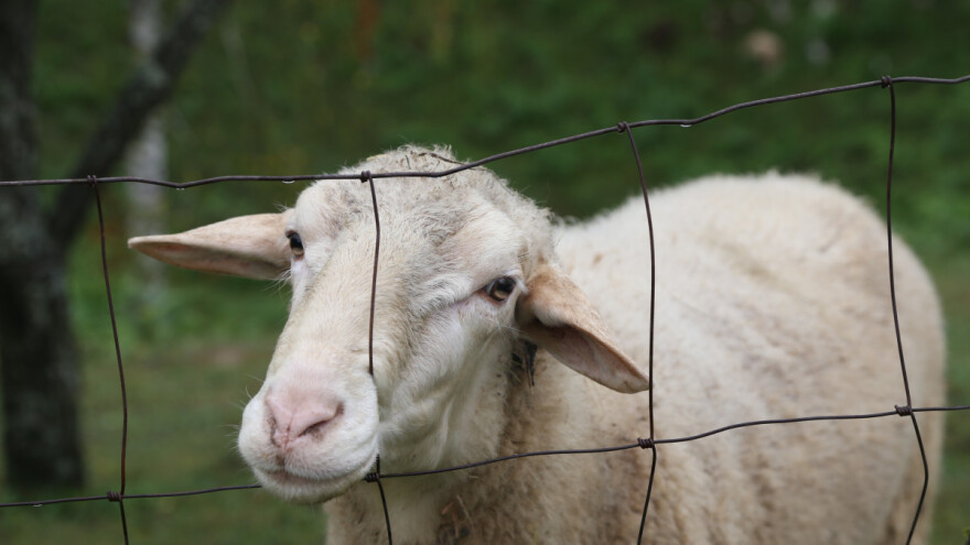 Organizovane bande kradu im ovce - bore se pomoću tehnologije