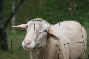 Organizirane bande im kradu ovce - bore se pomoću tehnologije
