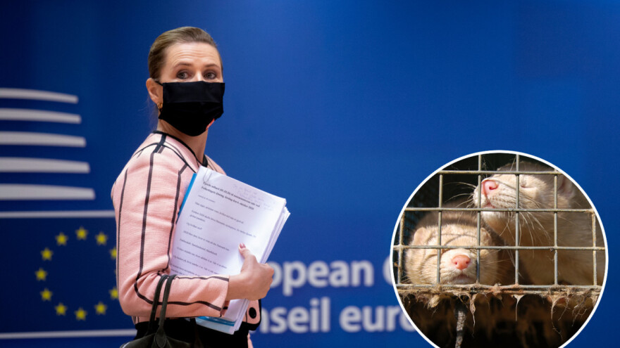 Zbog usmrćenih kuna odstupa danski ministar poljoprivrede, ostavku traže i od premijerke