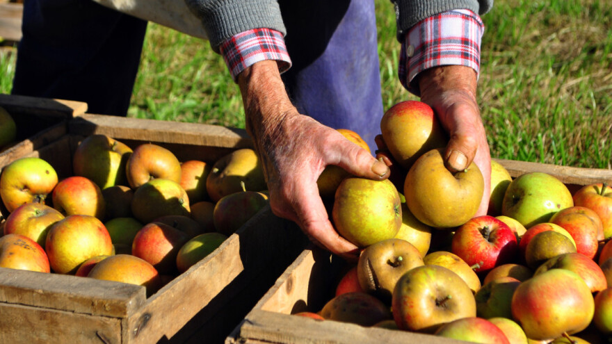 Zemlja šljive, ali i jabuke i maline: Koliko se u Srbiji proizvede voća?