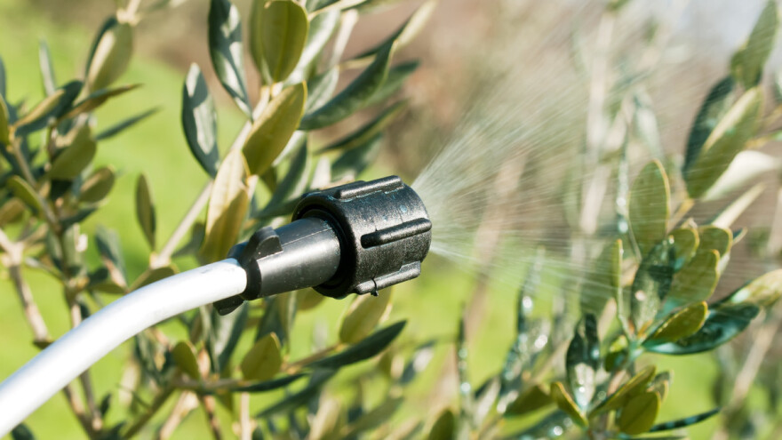 Danas prije kiše zaštitite masline od paunovog oka i bakterijskog raka