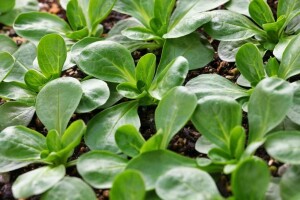 Koje dvije salate bogate C vitaminom uzgajati i brati zimi?