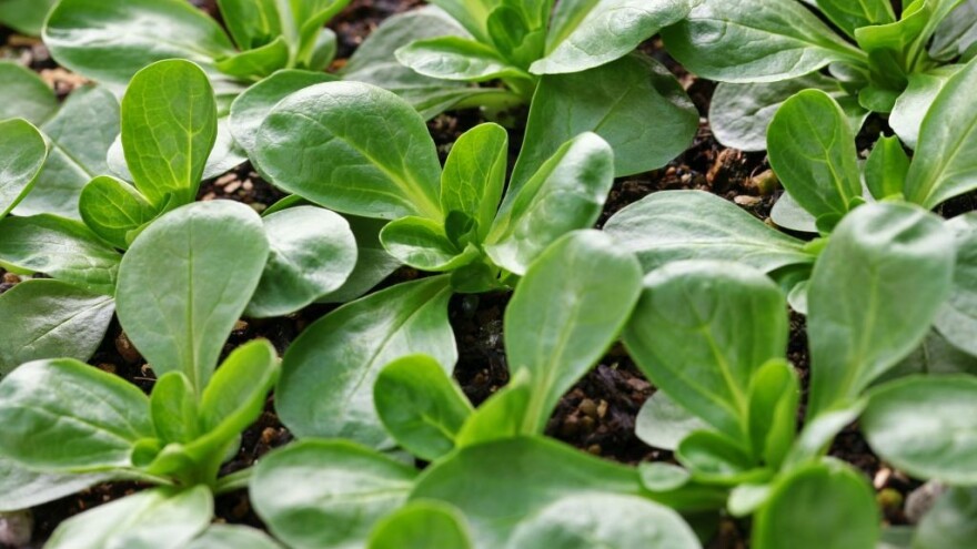 Koje dvije salate, bogate C vitaminom, uzgajati i brati zimi?