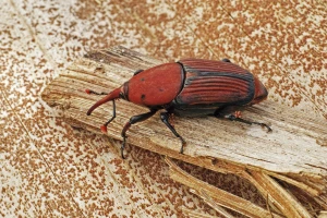 Entomopatogenim nematodama protiv crvene palmine pipe, najinvazivnijeg štetnika datulje