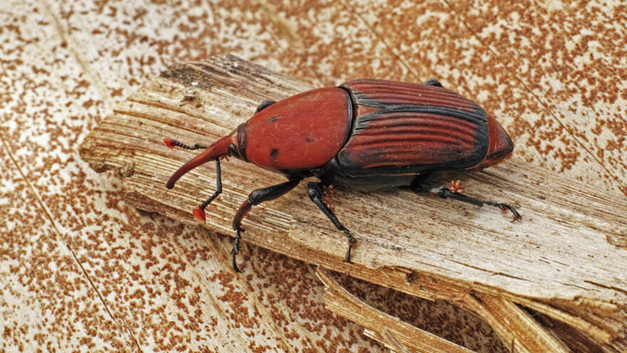 Entomopatogenim nematodama protiv crvene palmine pipe, najinvazivnijeg štetnika datulje
