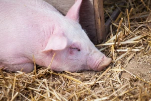 Afrička svinjska kuga i dalje bukti u Semberiji, povučene mašine civilne zaštite RS